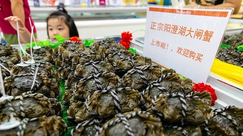【特写】阳澄湖大闸蟹终于开捕，但它们正在失去光环