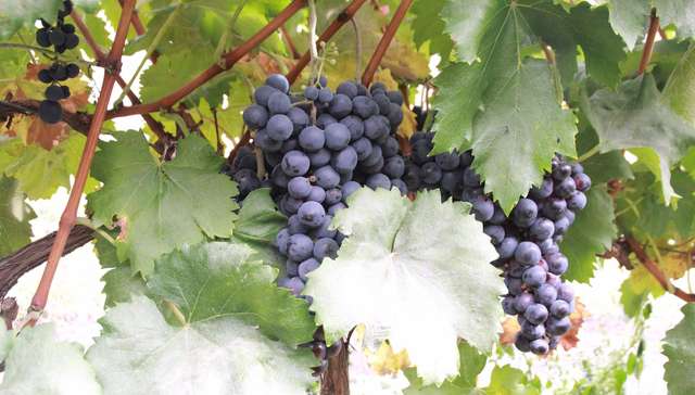 除了茶马古道，这个川藏滇交界的高原县城还想靠葡萄酒带动旅游