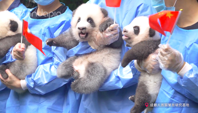 大熊猫是如何成为“国宝”的？