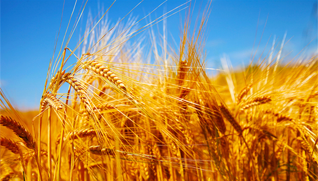 农业农村部部长：中国成功解决了14亿人的吃饭问题，基本消除农村绝对贫困