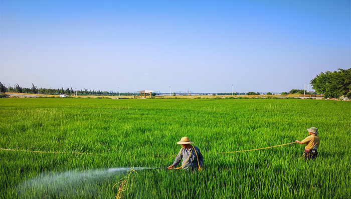 【特写】一个家庭农场的3年：政策风向好，赚钱难