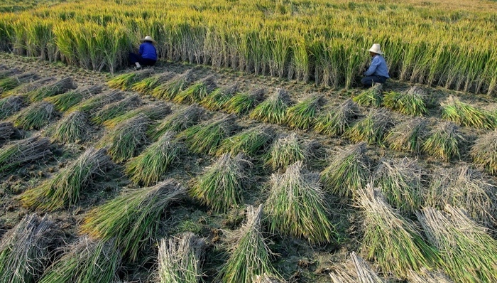 土地承包经营权