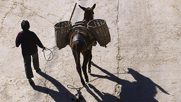 下岗,铺膜机,老马,标配,主力军,东坪村,庄户人家,种田,行情,旋耕机