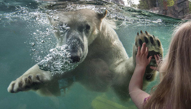 动物园也有好日子：动物园建筑的历史