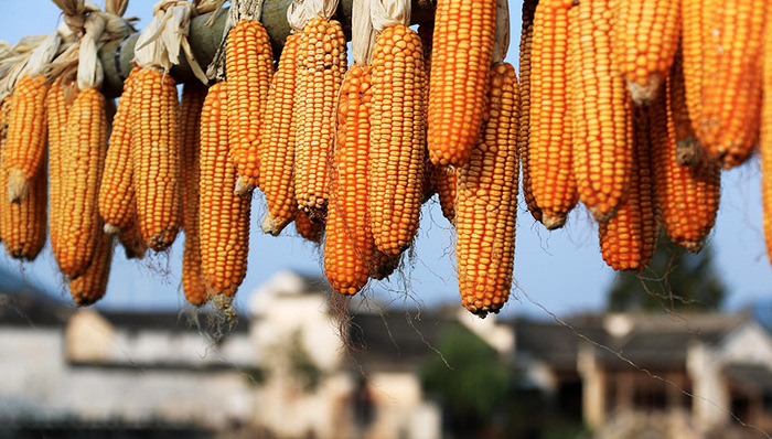 《中国的粮食安全》白皮书发布，两重要指标均超过6.5亿吨