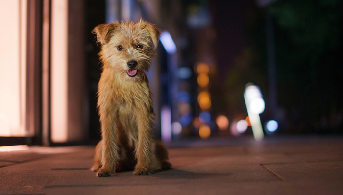地方新闻精选|深圳拟规定流浪狗超14天无人领养可实施安乐死 海南将顶格处罚超载车辆上路过桥