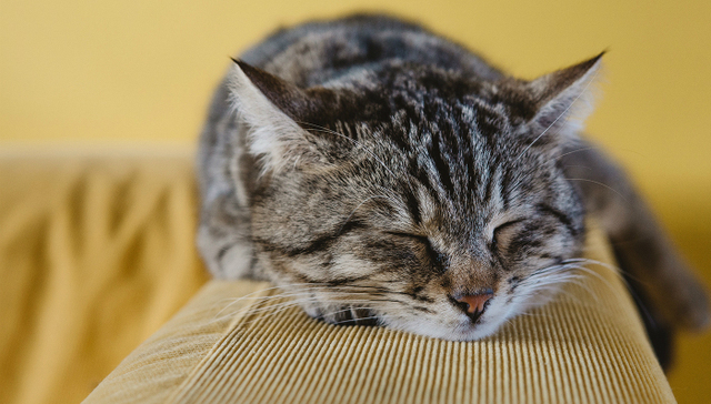 与懒惰共处：什么都不做是世界上最难的事