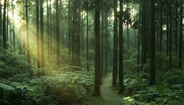 森林法修订草案拟完善森林生态效益补偿制度，仍需进一步细化补偿机制