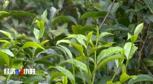 生态茶园