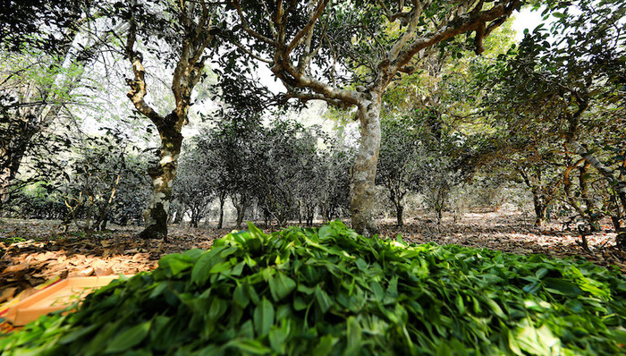 台地茶,小树茶,古树茶,老班章