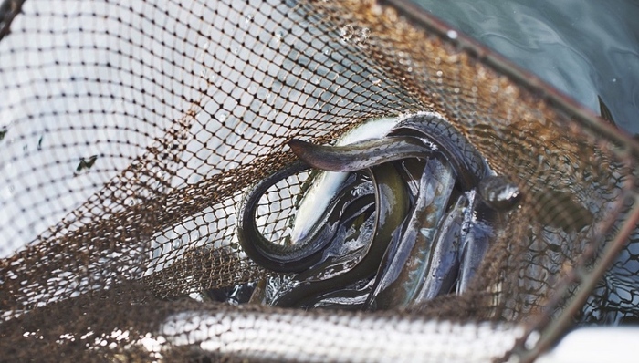 捕捞,鳗鱼,一审判决,非法利益,公益诉讼,非法买卖,一审宣判,非法收购,长江干流,长江流域