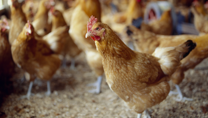 益生股份,鸡肉价格,涨停,龙虎榜