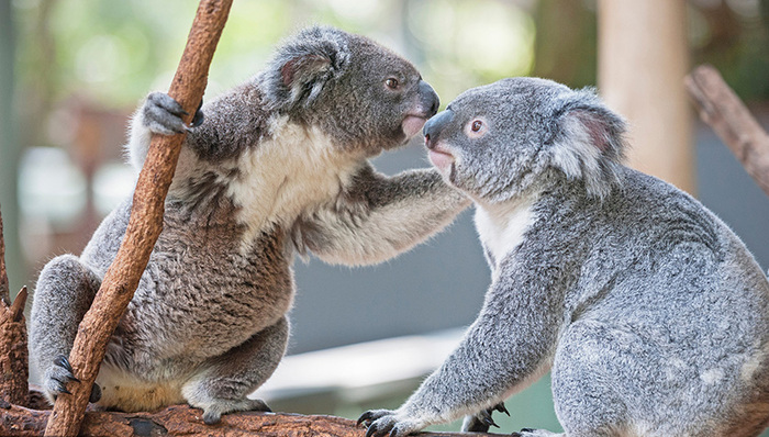 澳大利亚,天下故事