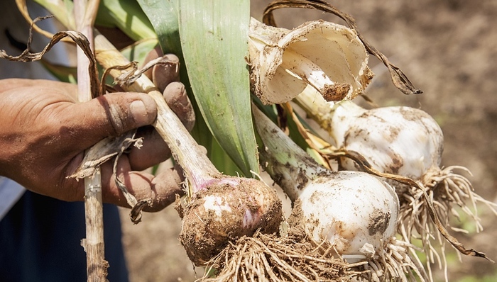 过山车,卓创,价格上涨,大蒜加工,新高,经济信息联播,行情,视频,惜售,农产品批发市场