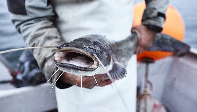 美国正式确认中国输美鲶鱼产品监管体系等效