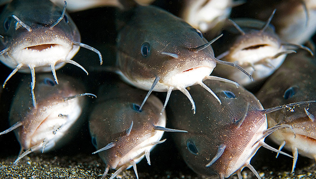 【界面晚报】美国正式确认中国输美鲶鱼产品监管体系等效 财政部成功发行40亿欧元主权债券