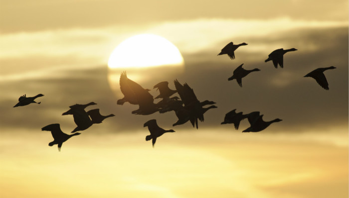 迁徙季到来，多地“护航”候鸟安全