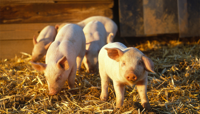 直通部委|商务部预计2020年下半年生猪供给开始增加 八部门：不得向未成年人销售电子烟