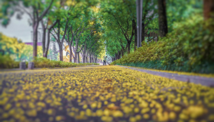 黄叶,落叶,环卫工人,颗粒度,视频,管理方式,管理办法,高压水枪,改进,树叶