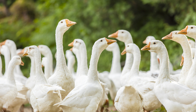 没有一只鹅，能活着度过唯品会11.11