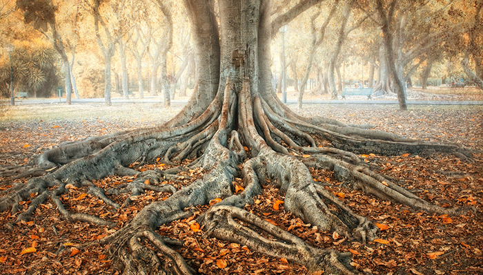 法律,外国文学,自然