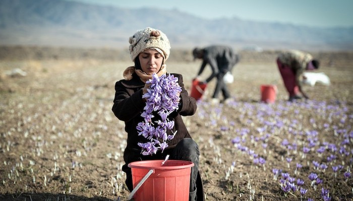 伊朗,藏红花,进博会