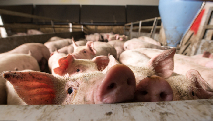 牧原股份,新希望,温氏股份,天邦股份,金新农,大北农,龙大肉食,正邦科技,唐人神,猪肉概念股