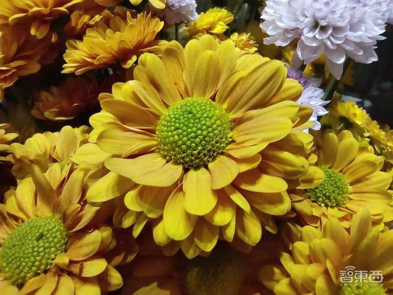 小米1亿像素手机拍照体验，从微距拍到超广角，效果到底如何？