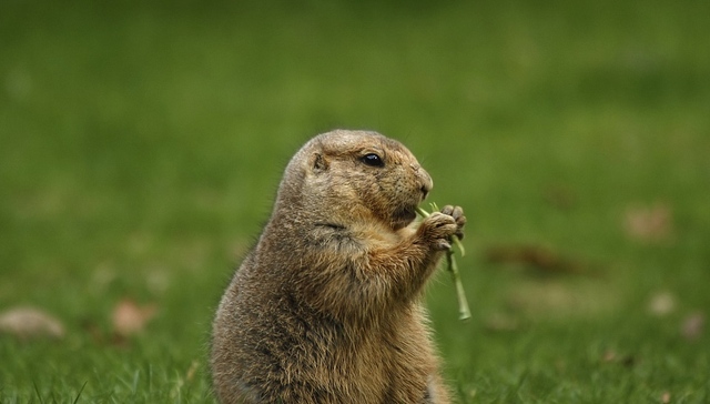 【现场】北京市卫健委称全市无新增鼠疫病例，界面探访多家医院