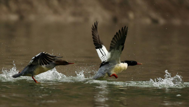 网络媒体,生态文明,桃源,一座,中国
