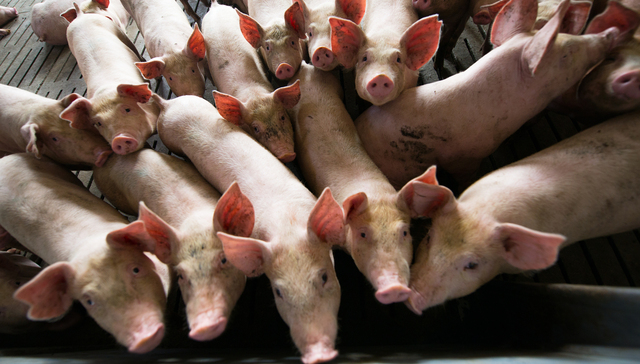 大北农,猪肉概念股,大跌,股权质押,延期购回