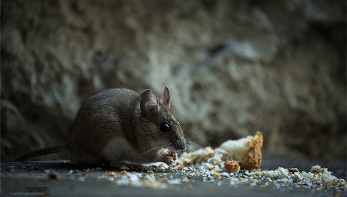 鼠疫,鼠疫疫源地,通辽县,鼠疫流行,鼠疫菌,鼠疫自然疫源地,卡桑德拉大桥,鼠疫概论,人间鼠疫,叮咬