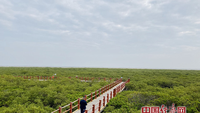 金海湾,沙滩,网记者,生态作用,氧吧,北海市沿海沙滩保护条例,保护区,北海涠洲岛,银滩,碧海银沙