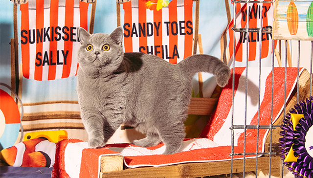 铲屎官的狂欢：欢迎来到世界上最古老的猫咪机构举办的“至尊猫秀”