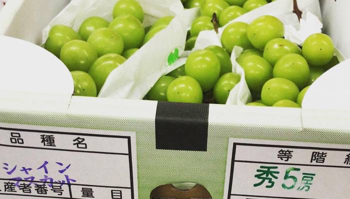 日本计划禁止将香印青提幼苗带出海外