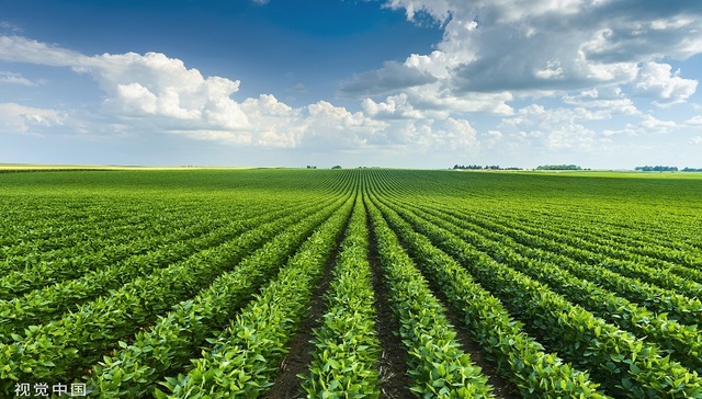 大康农业,大豆,贸易,乳业,肉牛,猪