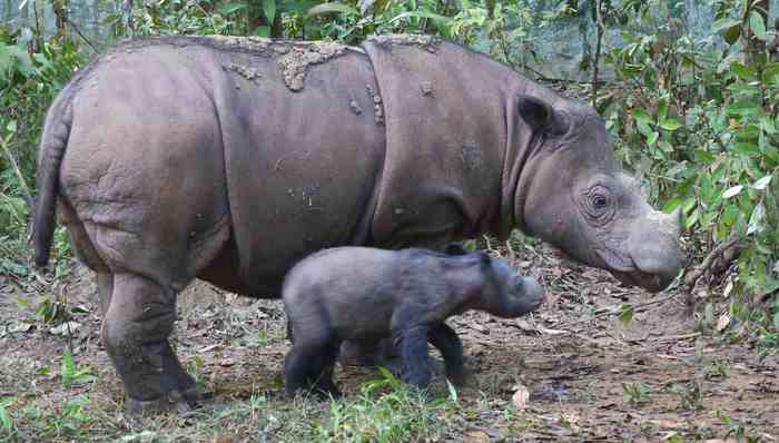 亚洲社会,濒危动物,犀牛