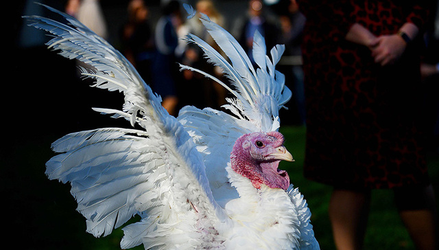 白宫又赦免了两只火鸡，可数量激增的野生火鸡正让人苦恼