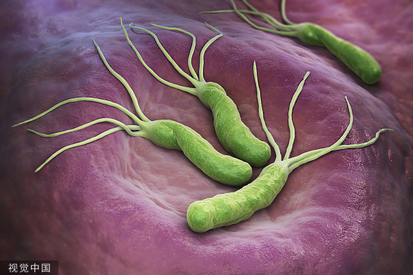 幽门螺旋杆菌新克星发明人：研究成果已经完成动物实验安全性的评价