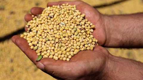 巴西大豆产量超美全球居首，亚马孙雨林还得接着遭殃？