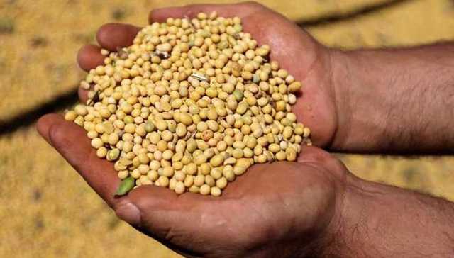 巴西大豆产量超美全球居首，亚马孙雨林还得接着遭殃？