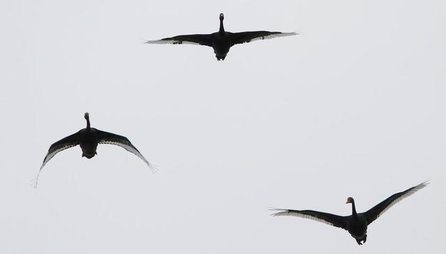 苏格兰独立公投，又一只黑天鹅要起飞？