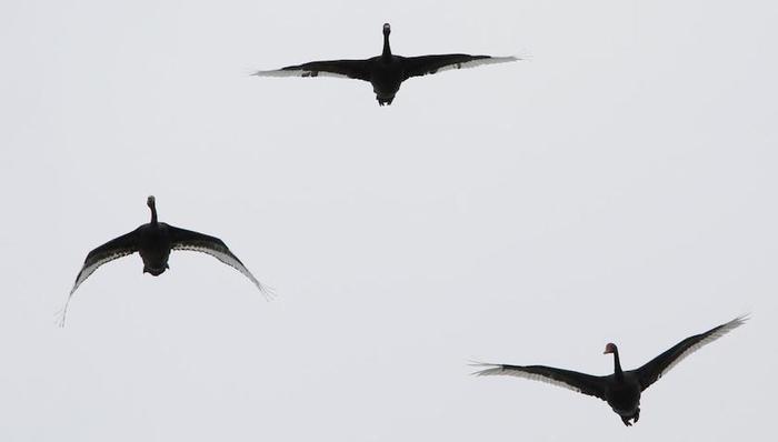 欧洲政治,天下故事,英国脱欧