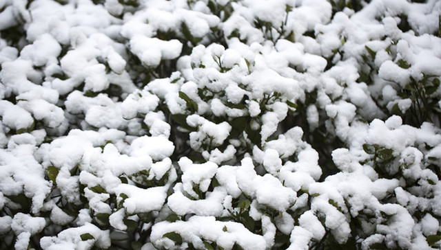 积雪,局地,暴雪,冀晋,蓝色,内蒙古中部,12月,铁路,电力,冻害