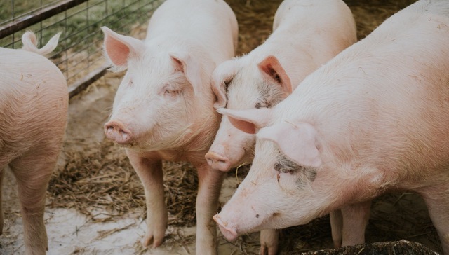 猪肉供需矛盾进一步缓解，生猪存栏一年以来首次回升