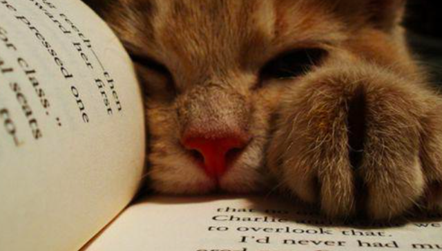 爱情借助抄袭来的模式、抄袭来的情感、抄袭来的存在而产生 | 一周新书推荐