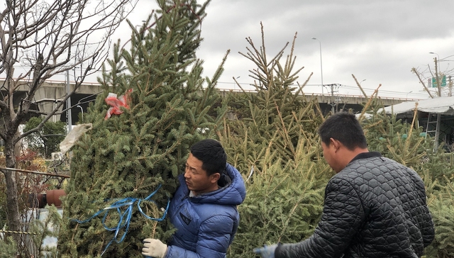 【特写】2000棵东北云杉和上海的平安夜：城市里的圣诞树哪来的？