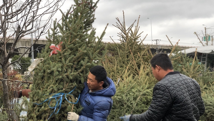 【特写】2000棵东北云杉和上海的平安夜：城市里的圣诞树哪来的？