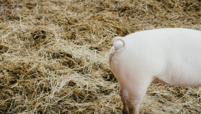 猪肉行情再现，这三家公司不能错过｜A股2020投资策略③