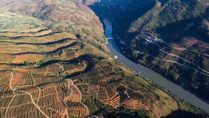 褚氏农业携手拼多多打造数字农业，云冠橙接力褚橙亮相年货节